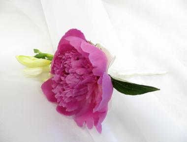 Бутоньерка для жениха «Розовое лето»
