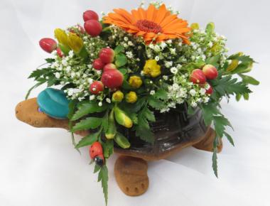Цветы недорого «Черепаха»