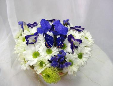 Цветы недорого «Синея бабочка»