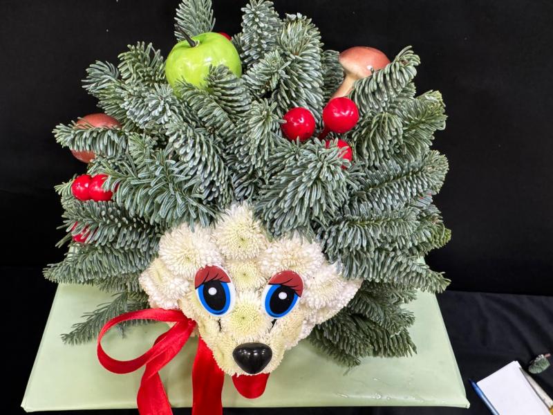 Гоша Ёжик из нобилиса живая ель