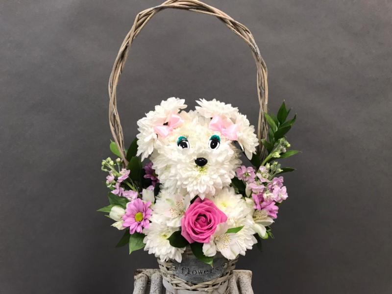 Собачка Линда Цветы на день рождения