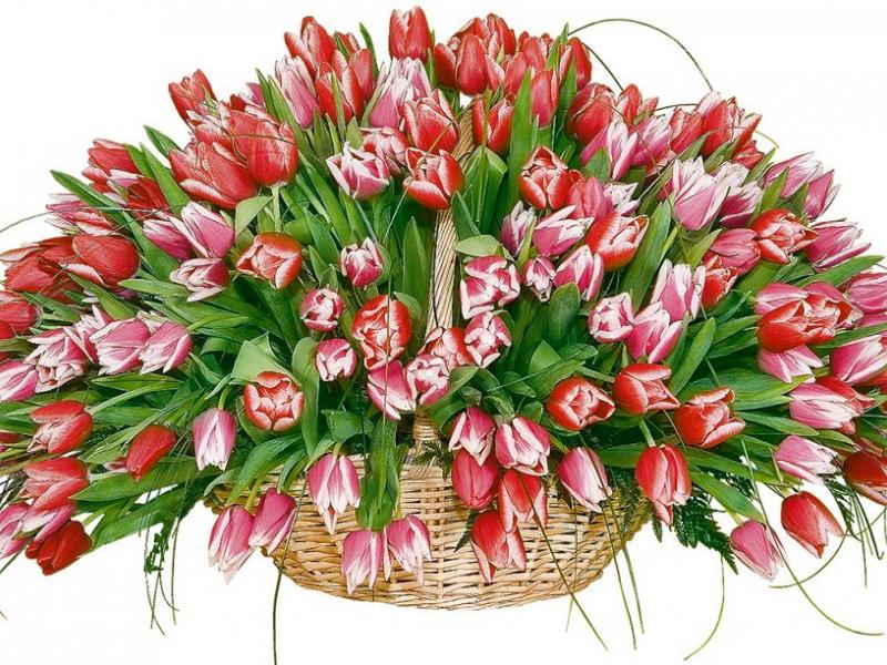 Цветы на 14 февраля Тюльпановое счастье
