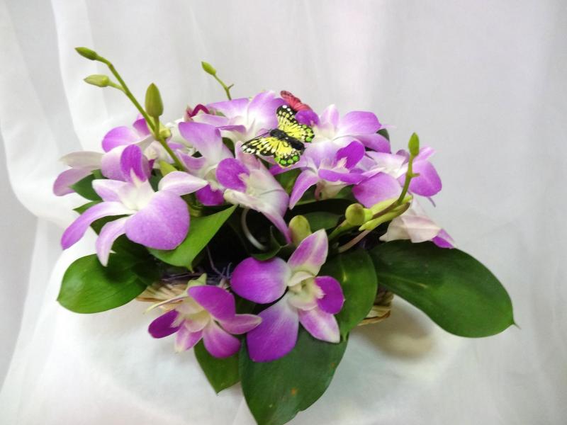 Цветы недорого Орхидея