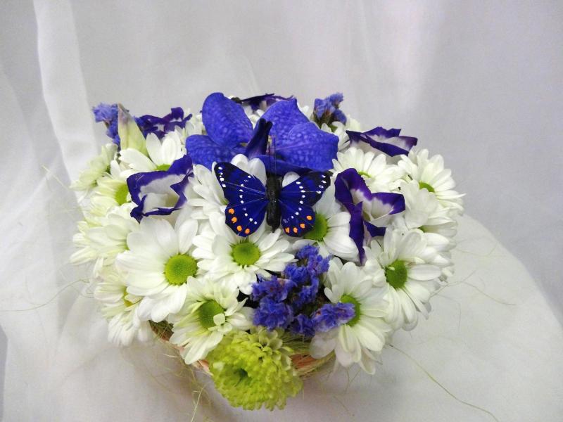 Цветы недорого Синея бабочка