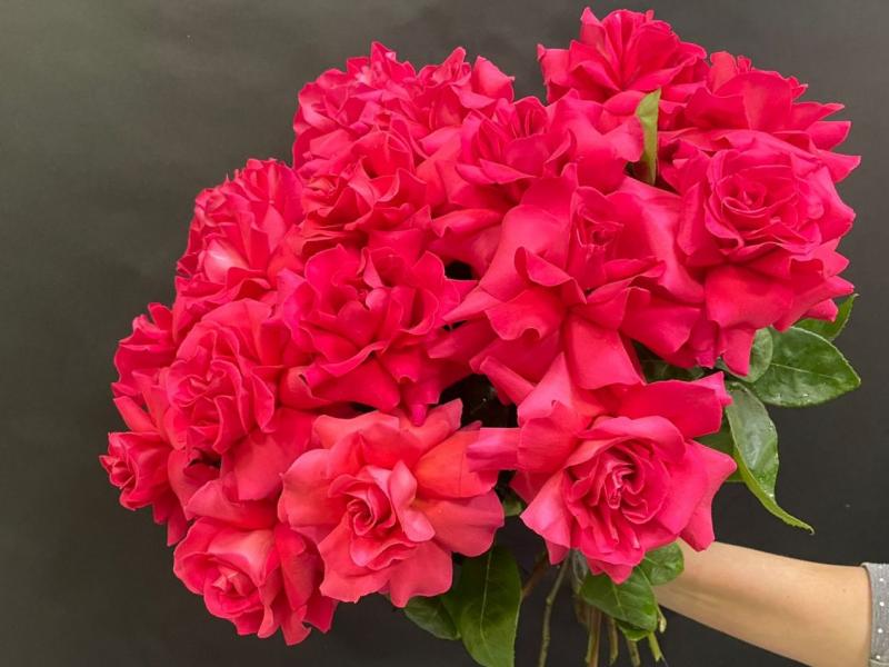 Монобукет из роз Серенада любви