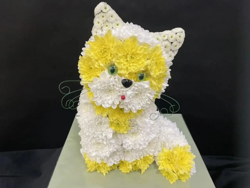 Котик из живых цветов Ласковое солнышко